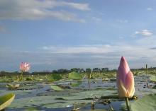 lotas view of barju lake, barju gaun palika, sunsari
